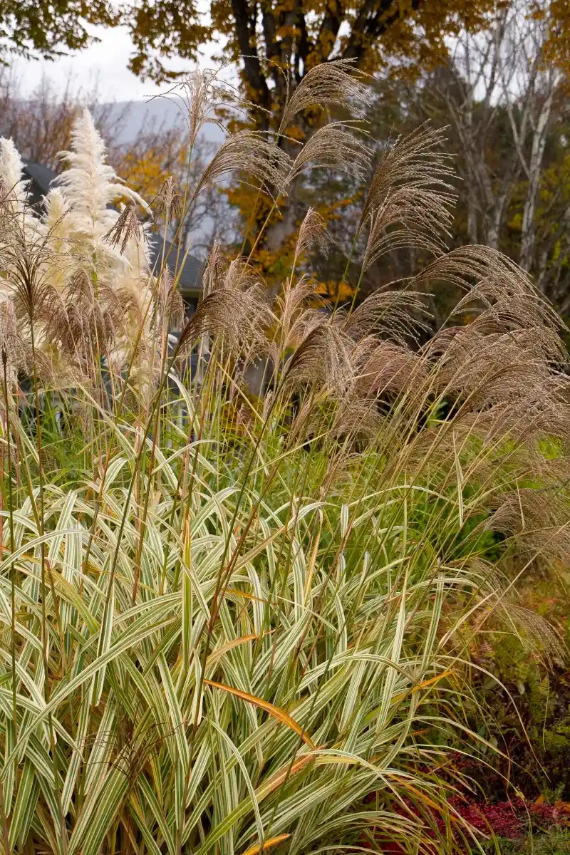 Japanese Silver Grass