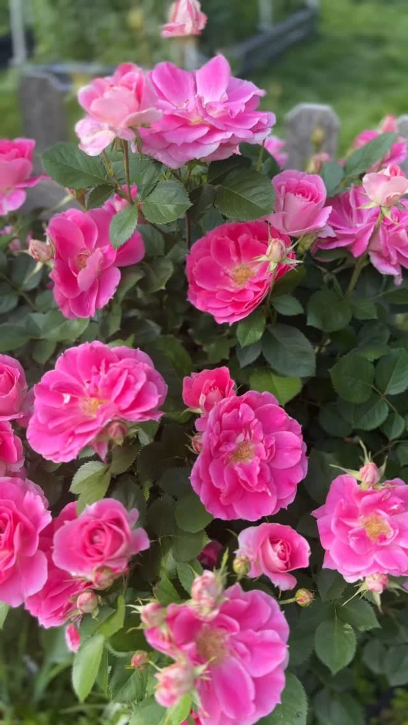 Carefree Wonder Rose
