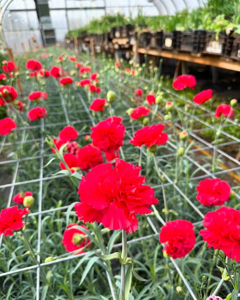 Carnation