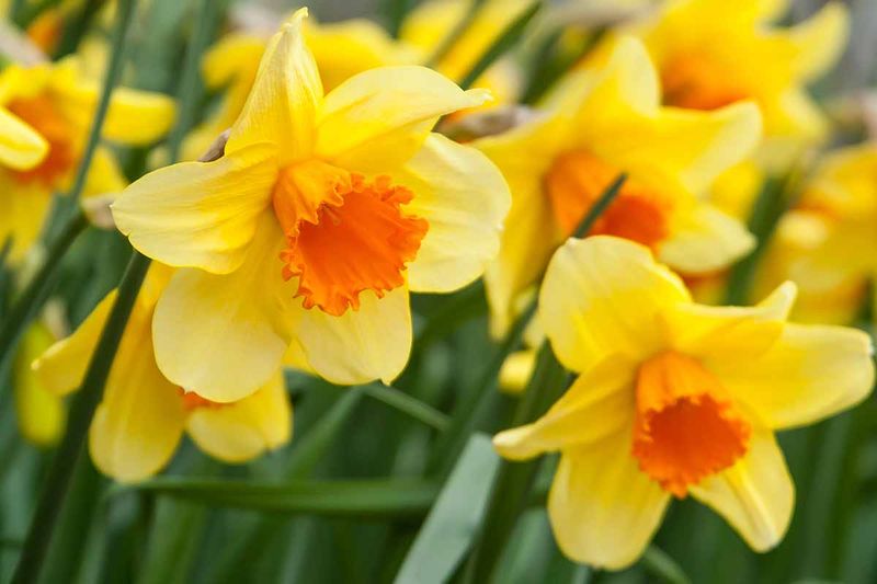 Daffodil