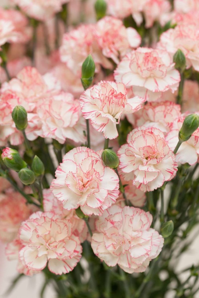 Carnations