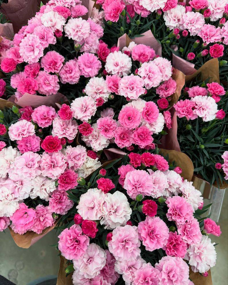 Carnations