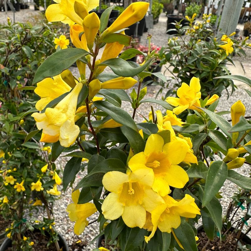 Carolina Jessamine