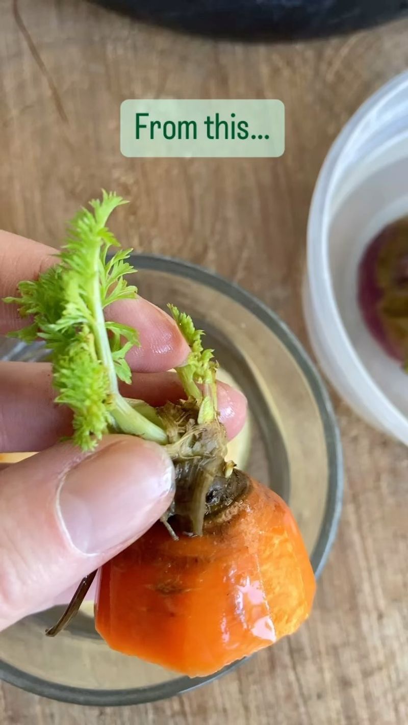 Carrot Greens