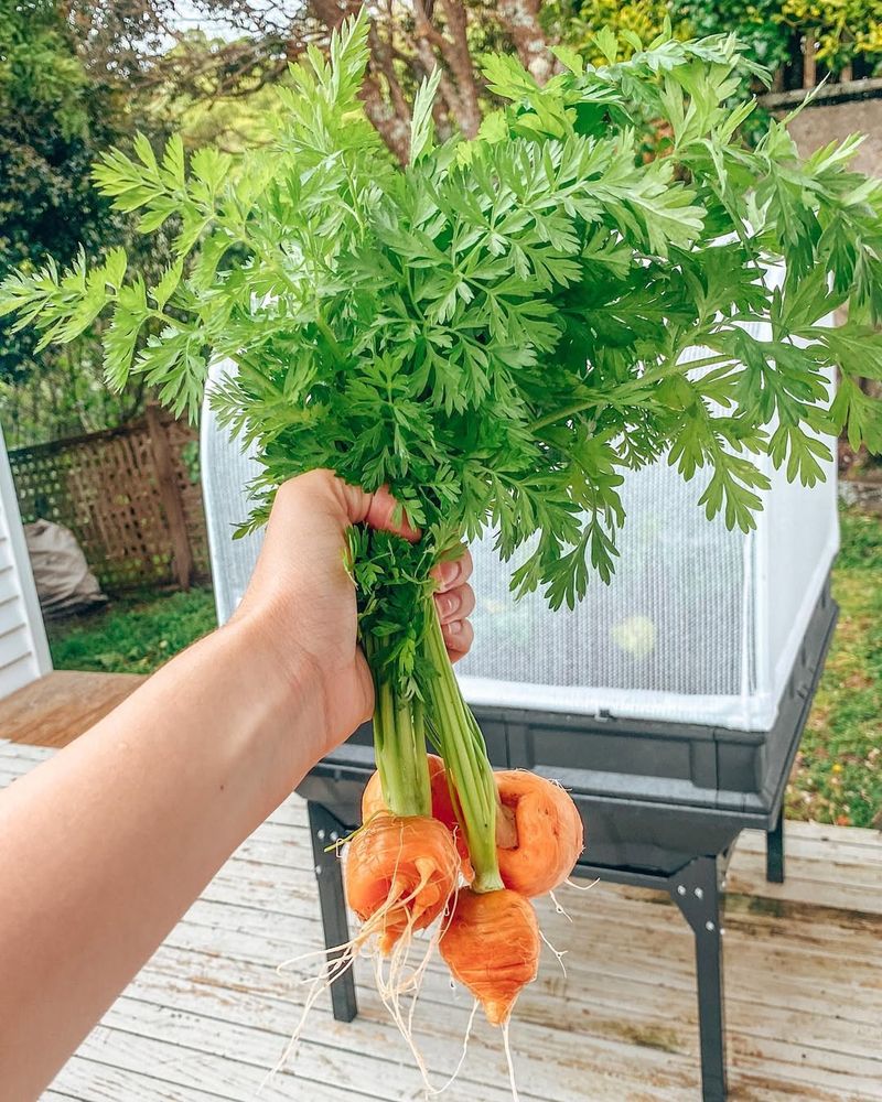 Carrot Tops
