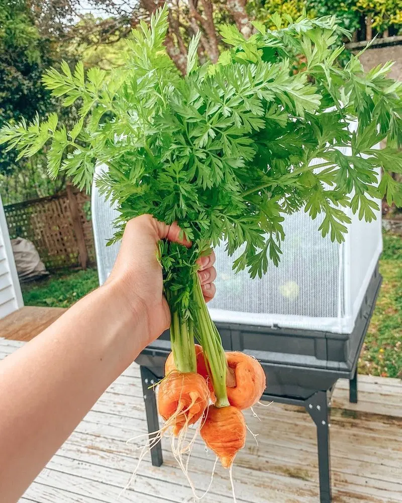 Carrot Tops