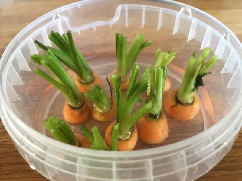 Carrot Tops