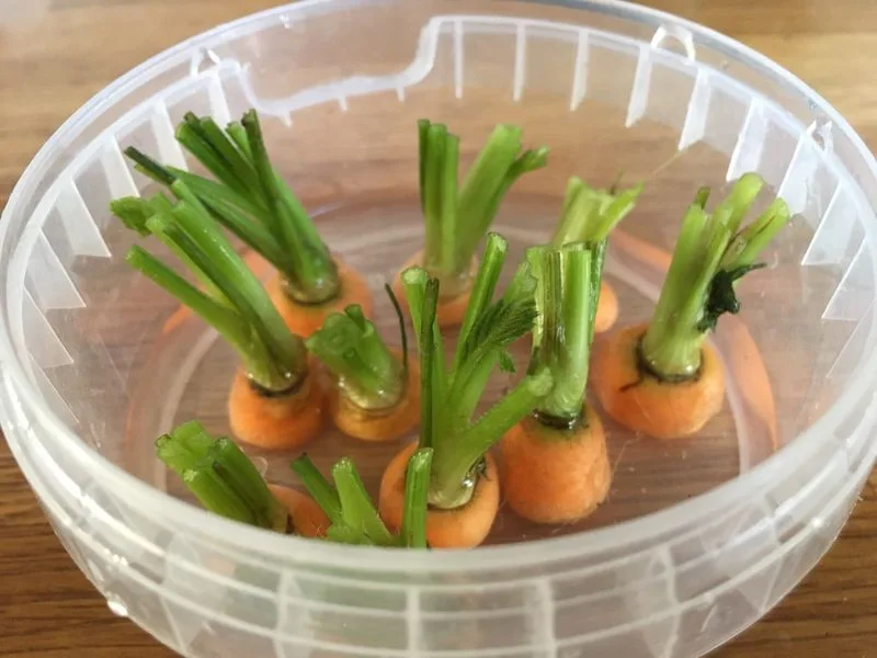 Carrot Tops