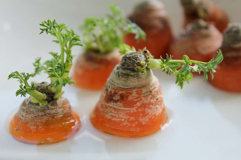 Carrot Tops