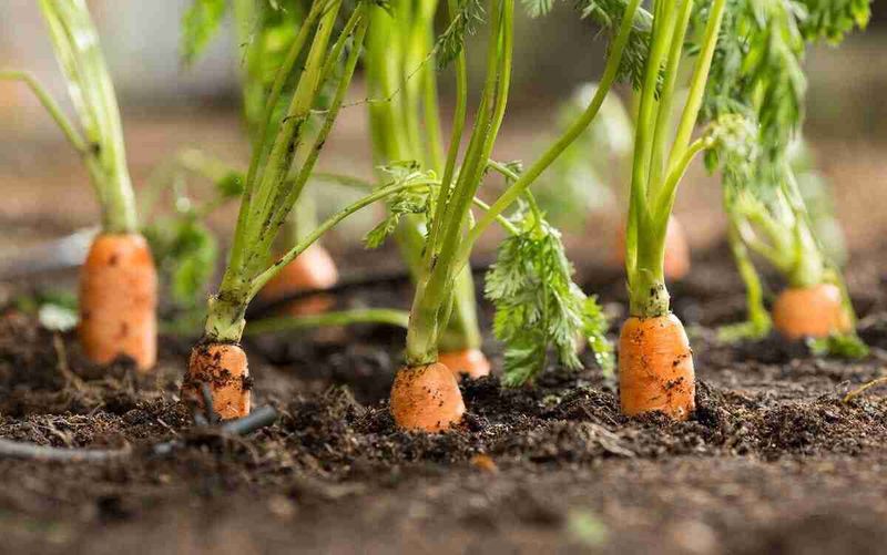 Carrot Tops