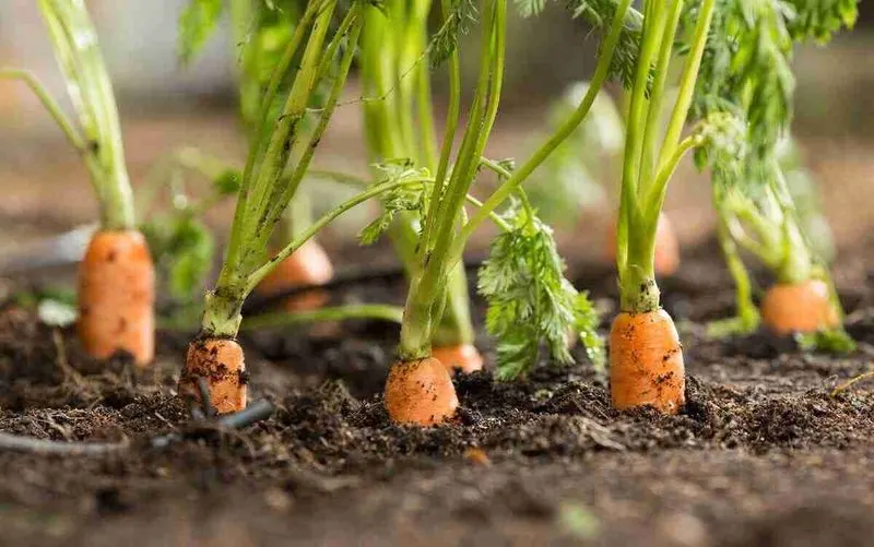 Carrot Tops