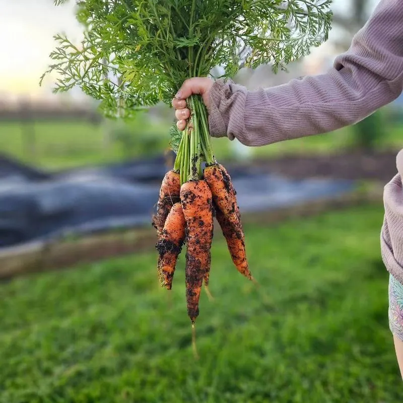 Carrots