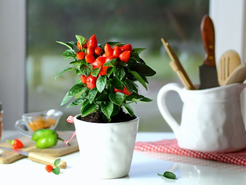 Peppers