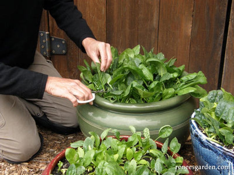 Spinach