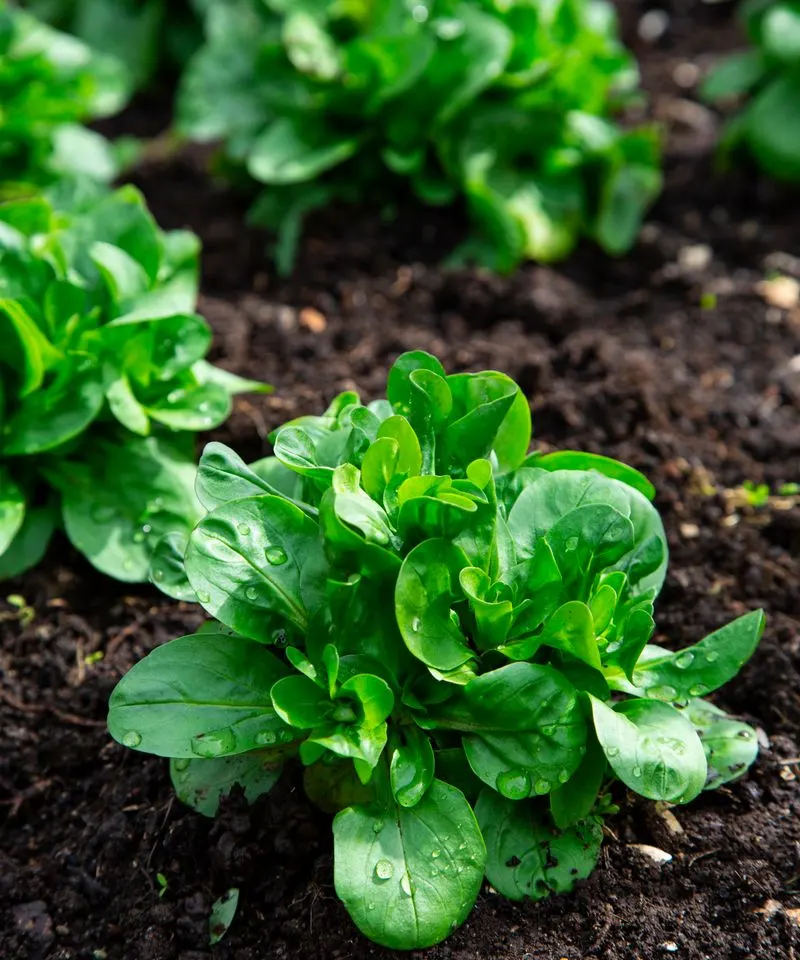 Spinach