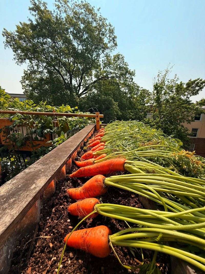 Carrots