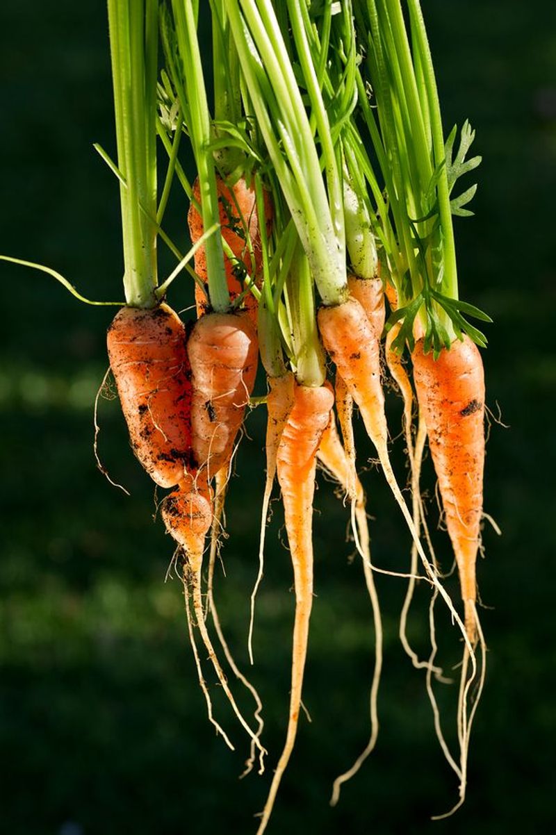 Carrots