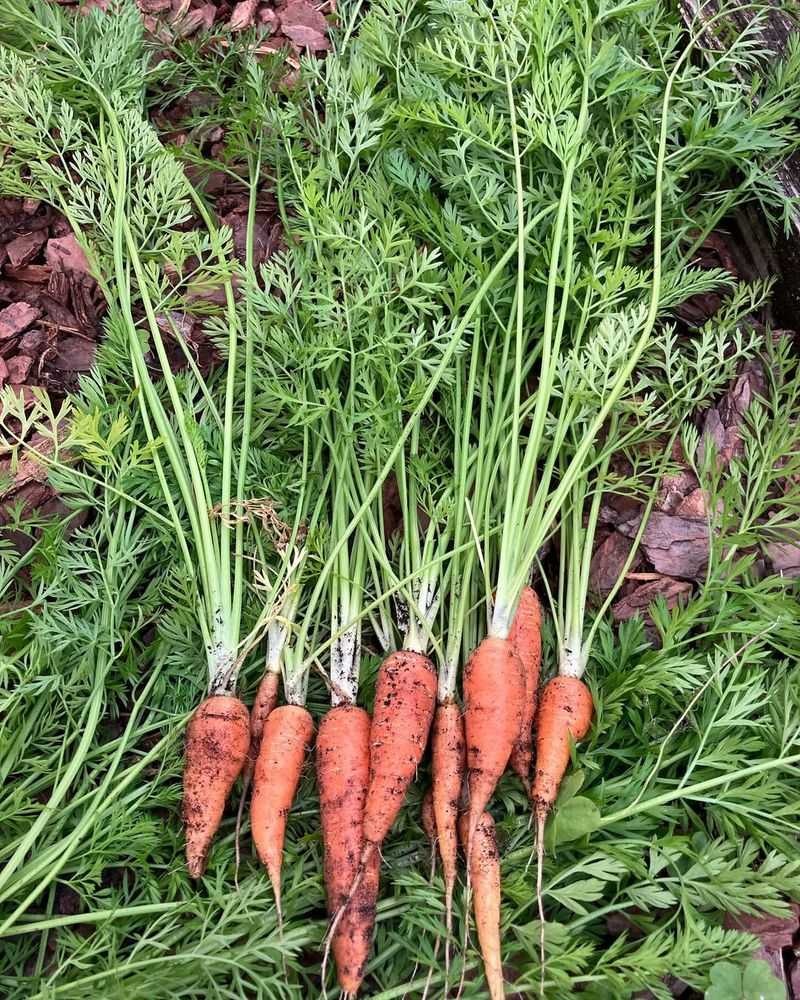Carrots