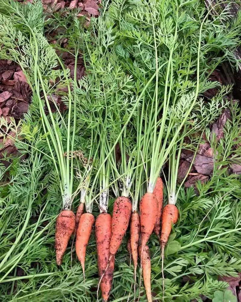 Carrots