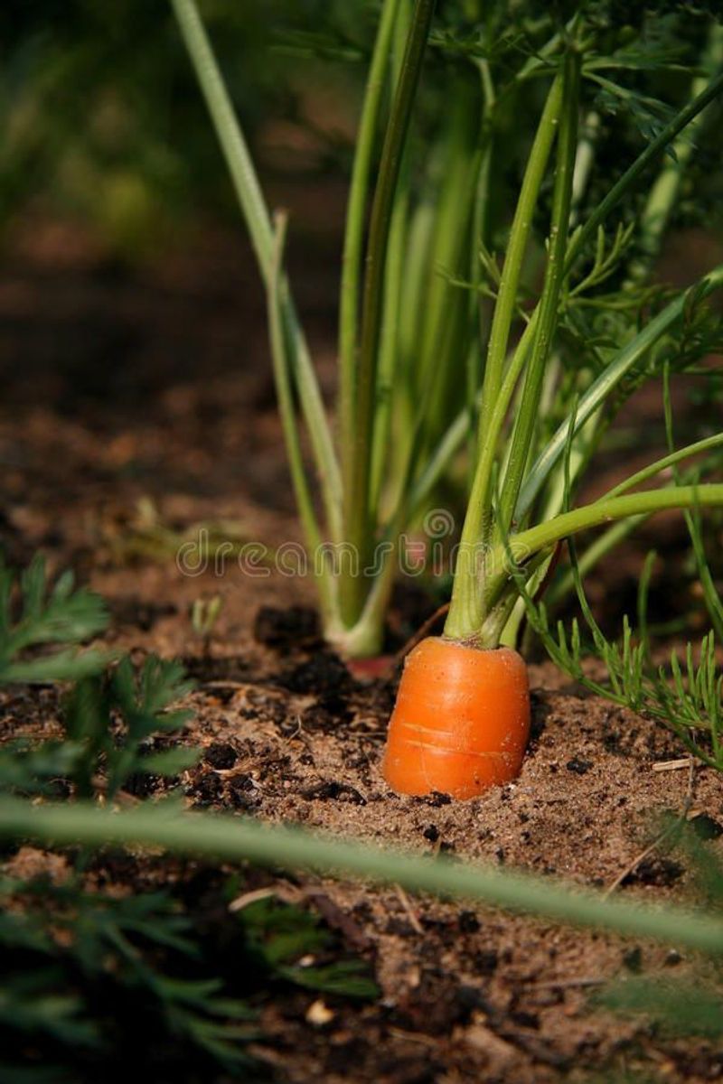 Carrots
