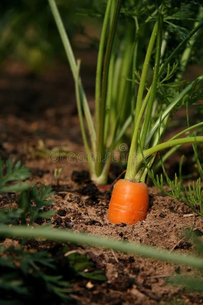 Carrots
