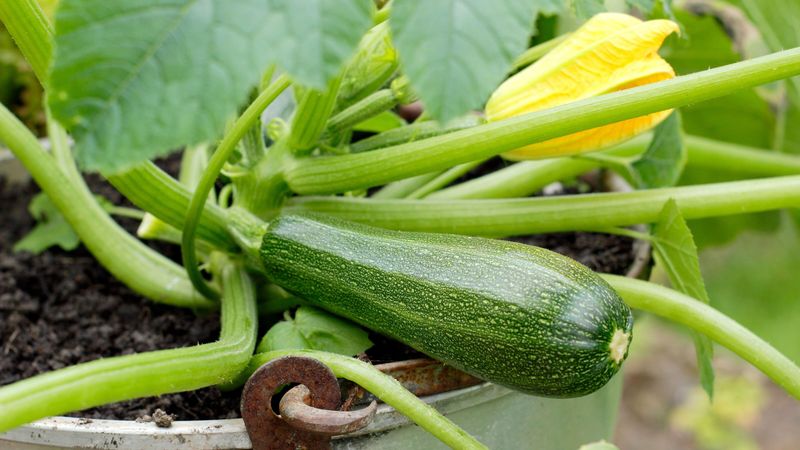 Zucchini