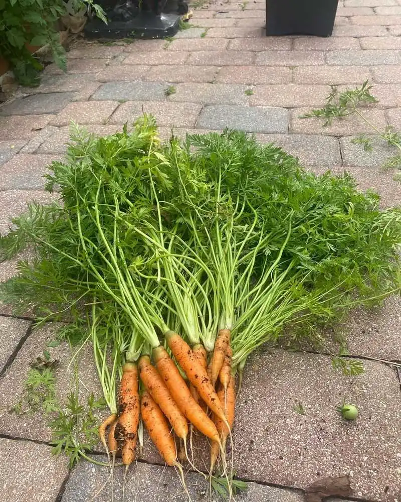 Carrots