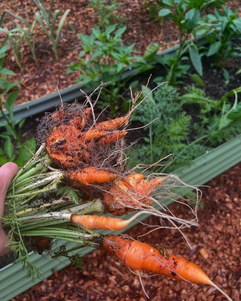 Carrots