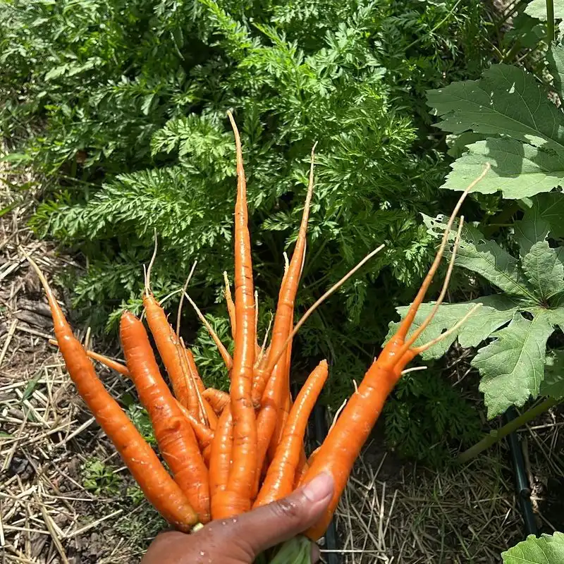 Carrots