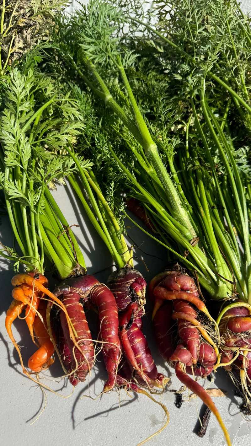 Carrots
