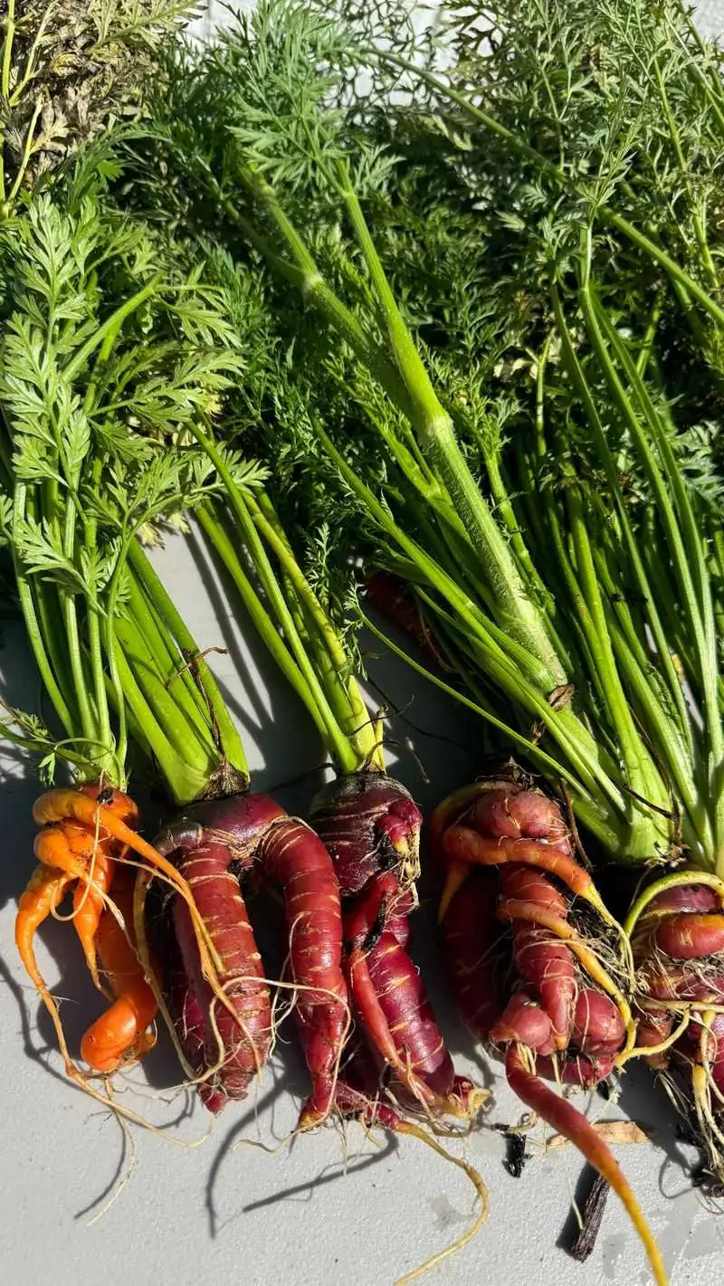 Carrots