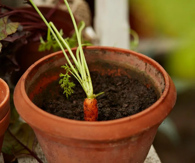 Carrots