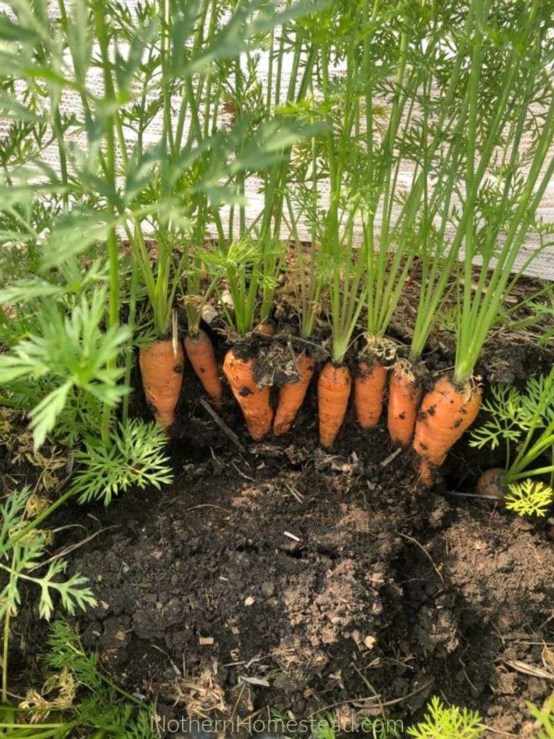 Carrots
