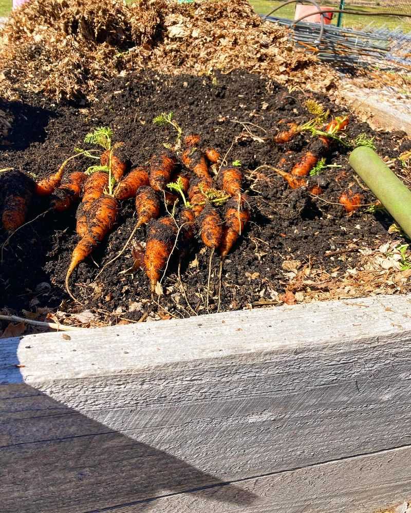 Carrots