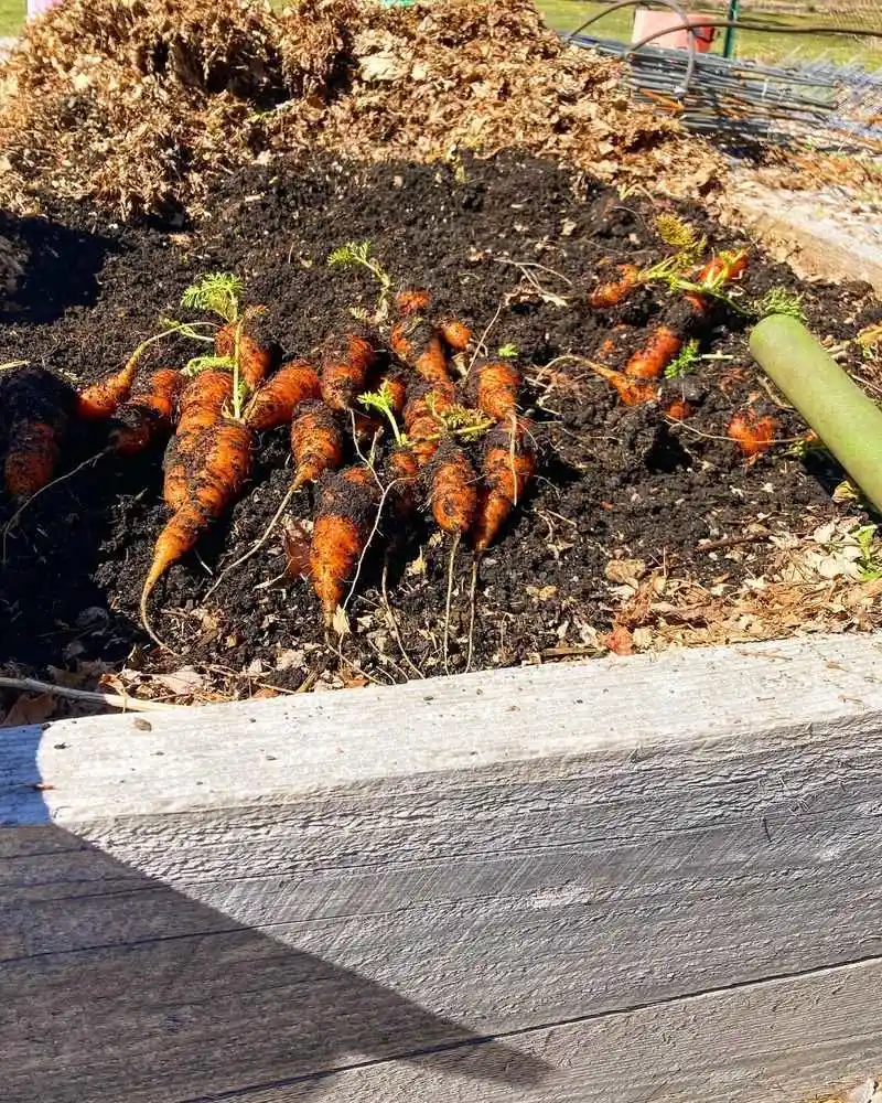 Carrots