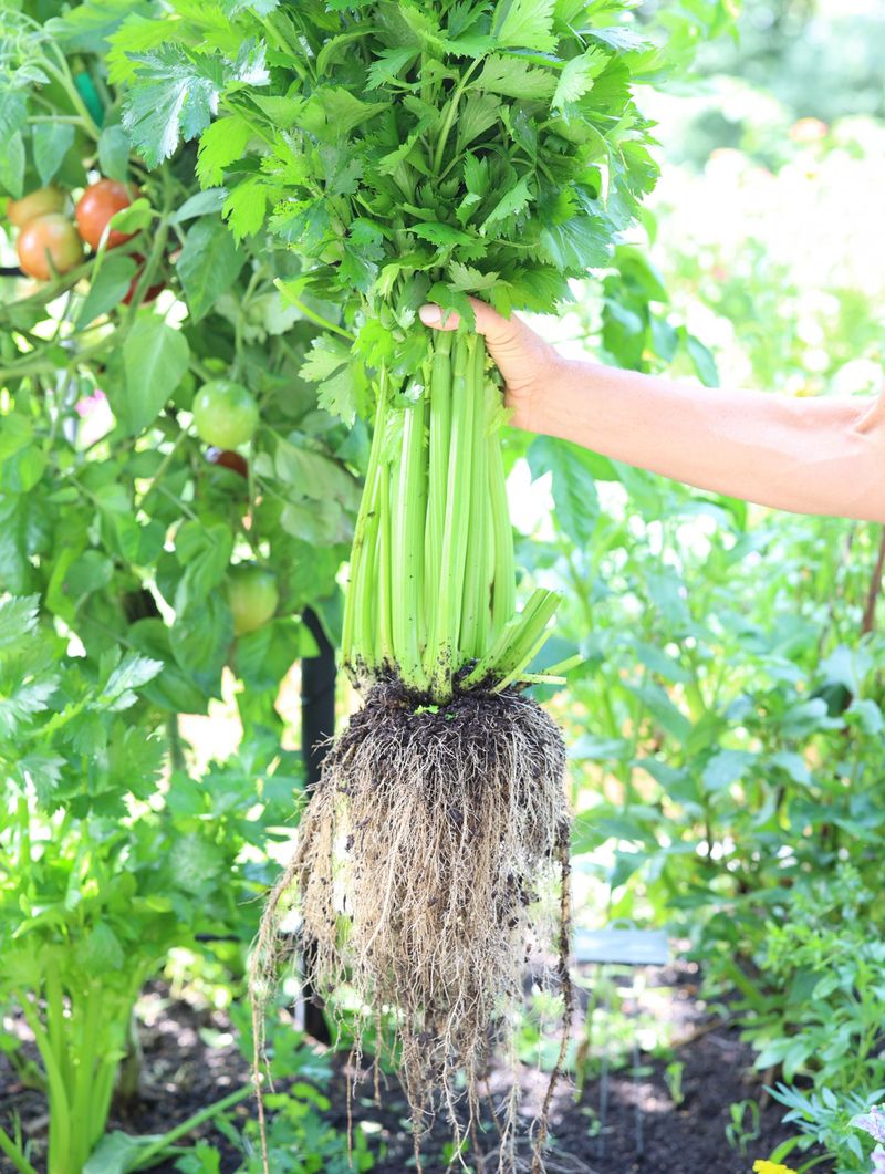 Celery