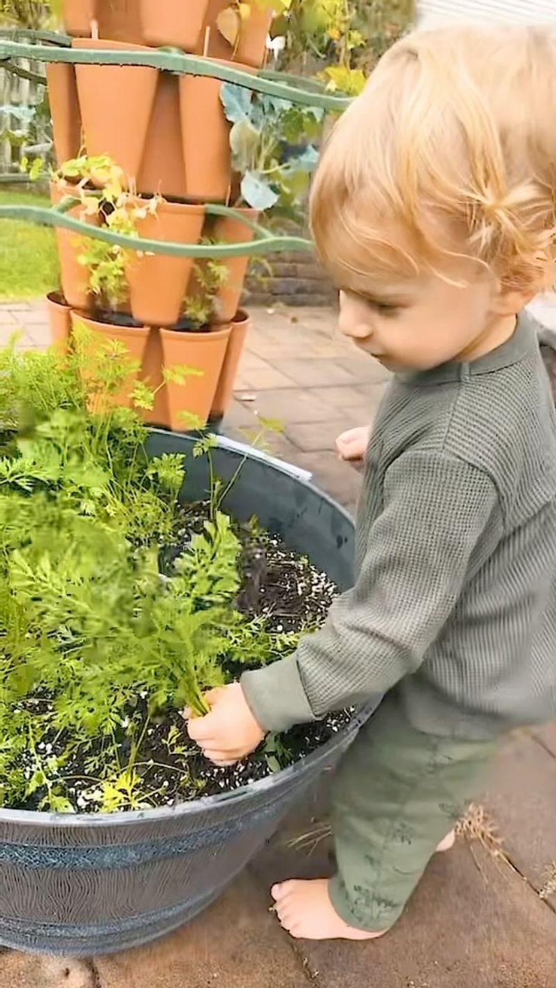 Carrots