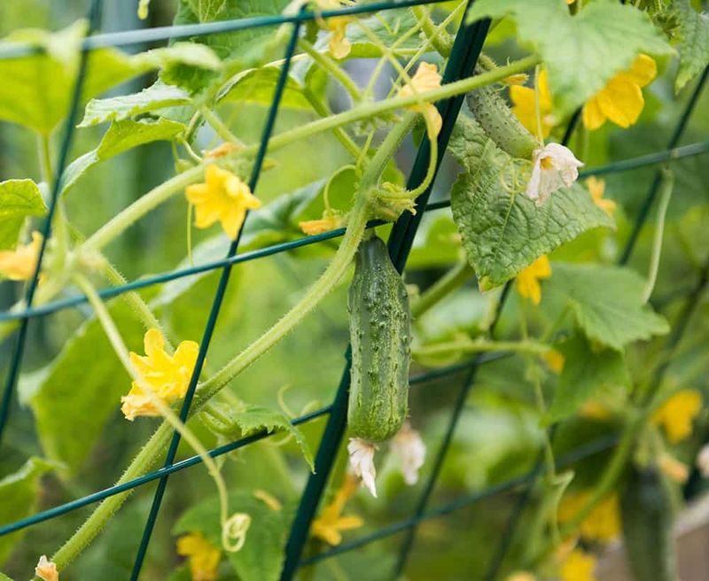 Cucumbers