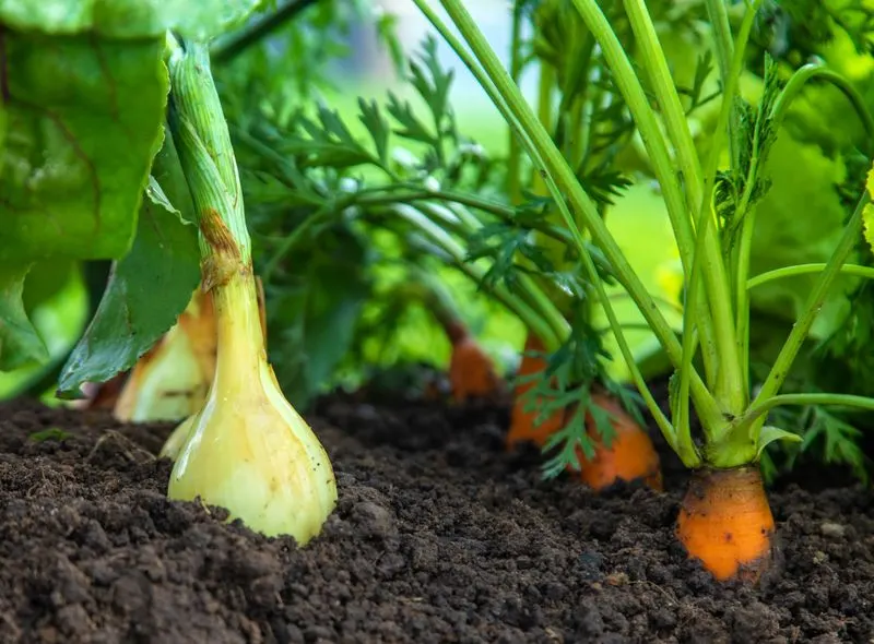 Carrots & Onions