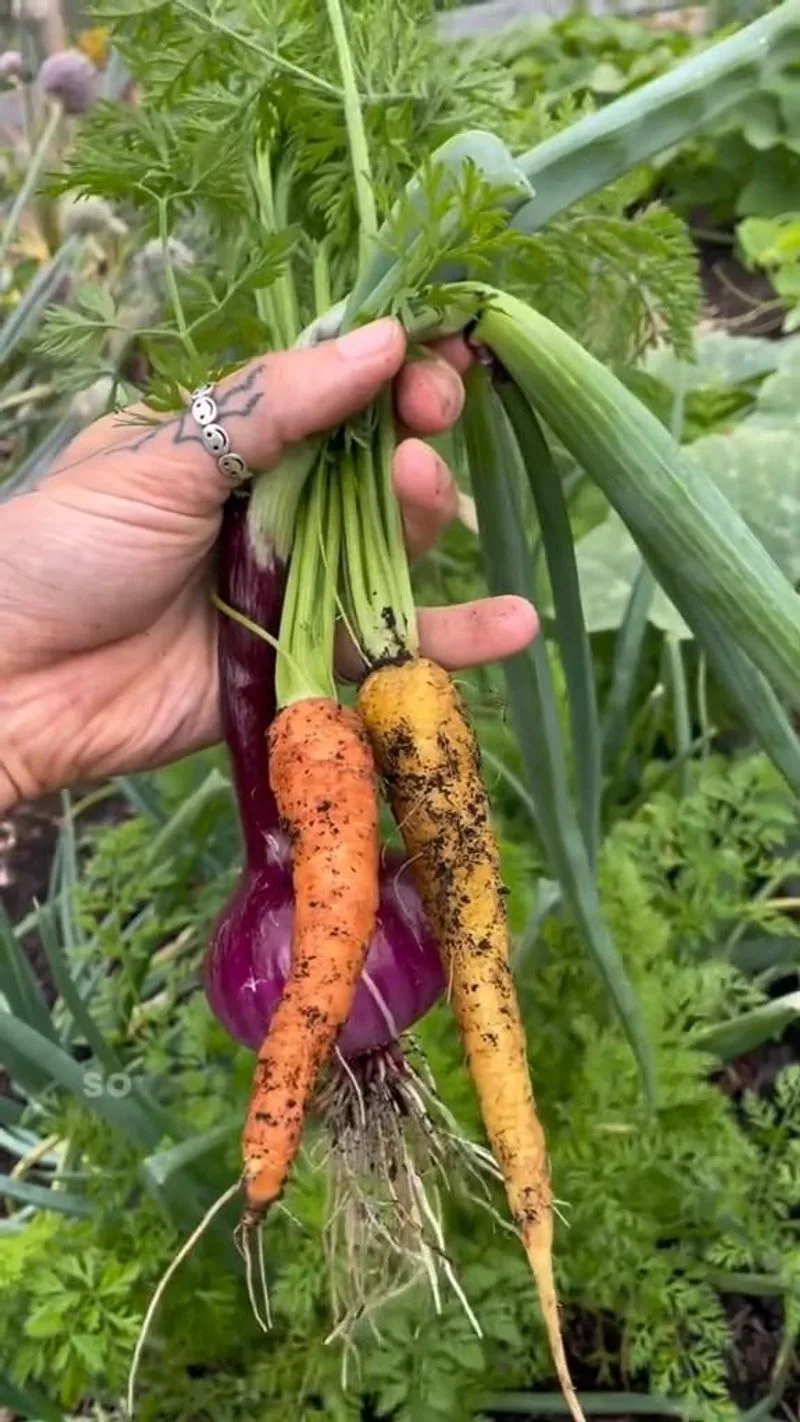 Carrots and Onions