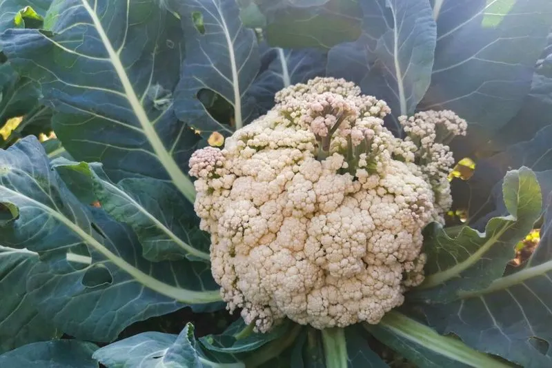 Cauliflower