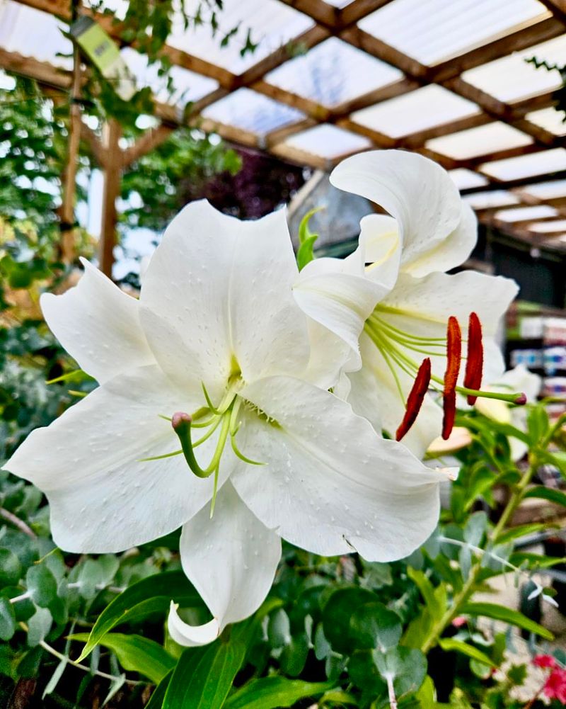 Casa Blanca Lily