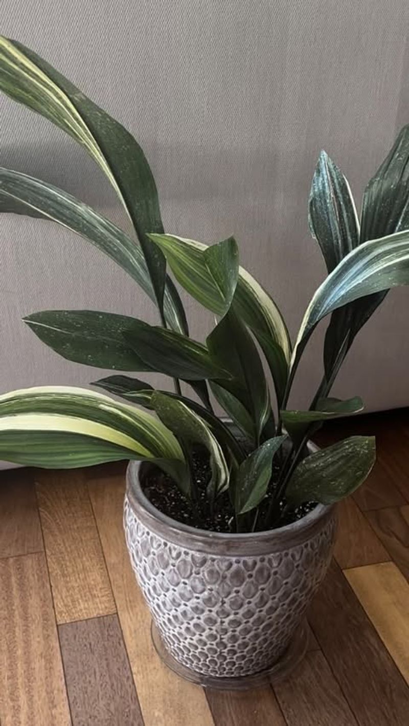Cast Iron Plant