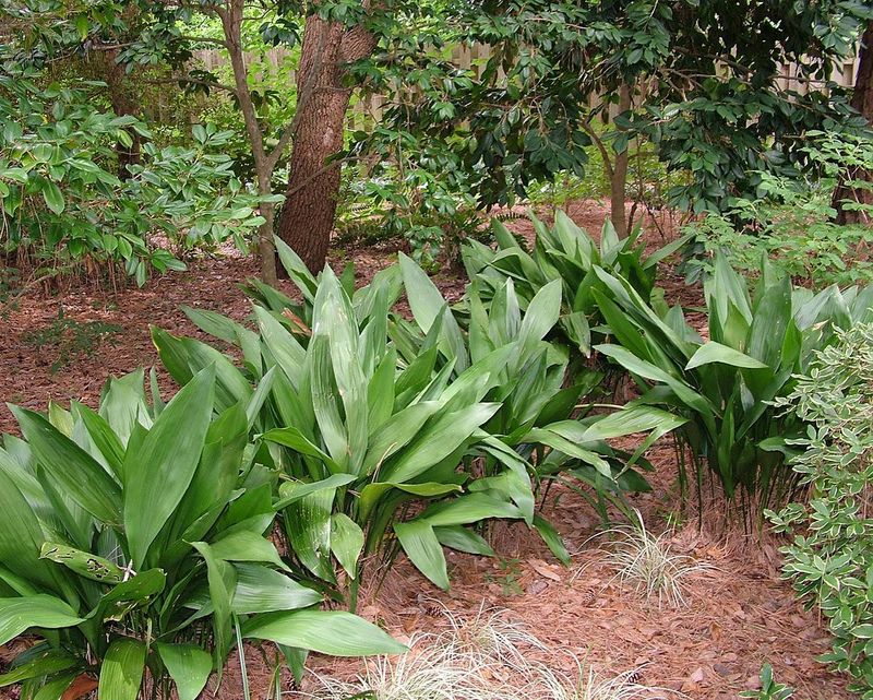 Cast-Iron Plant