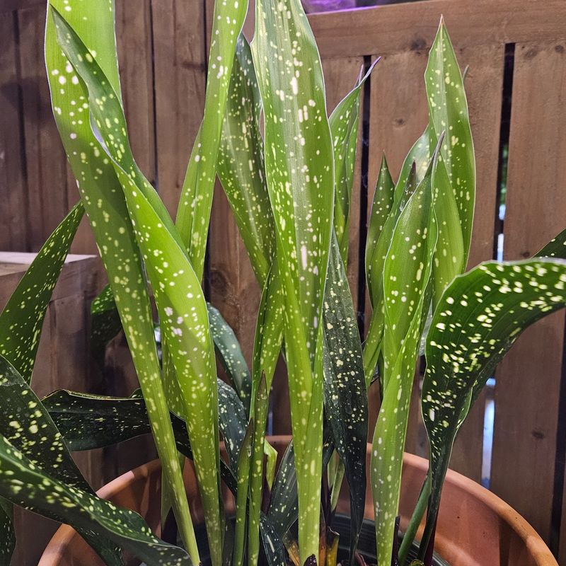 Cast-Iron Plant