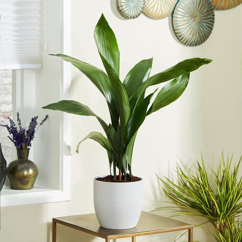 Cast Iron Plant