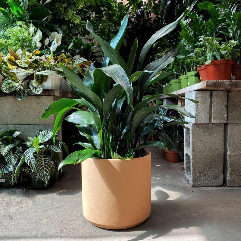 Cast Iron Plant