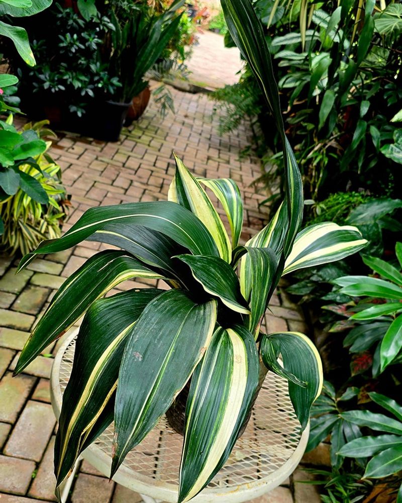 Cast Iron Plant (Aspidistra elatior)