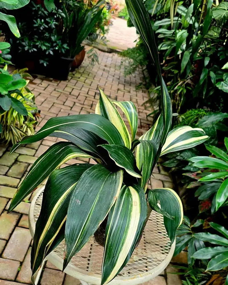 Cast Iron Plant (Aspidistra elatior)