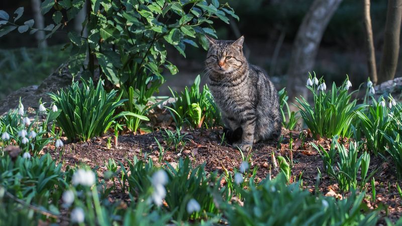 Cat Deterrent